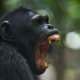Chimpanzee